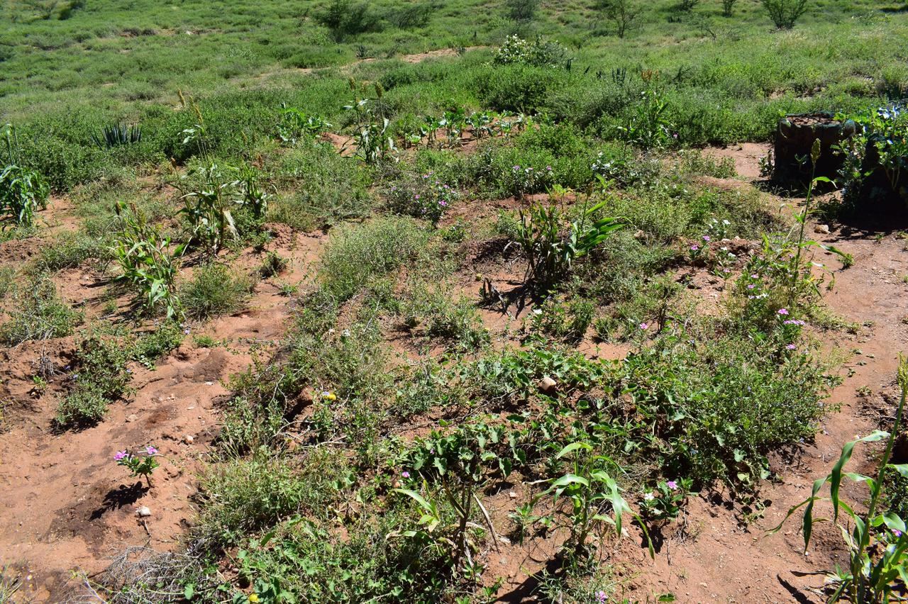 SATCD field work in Samburu County