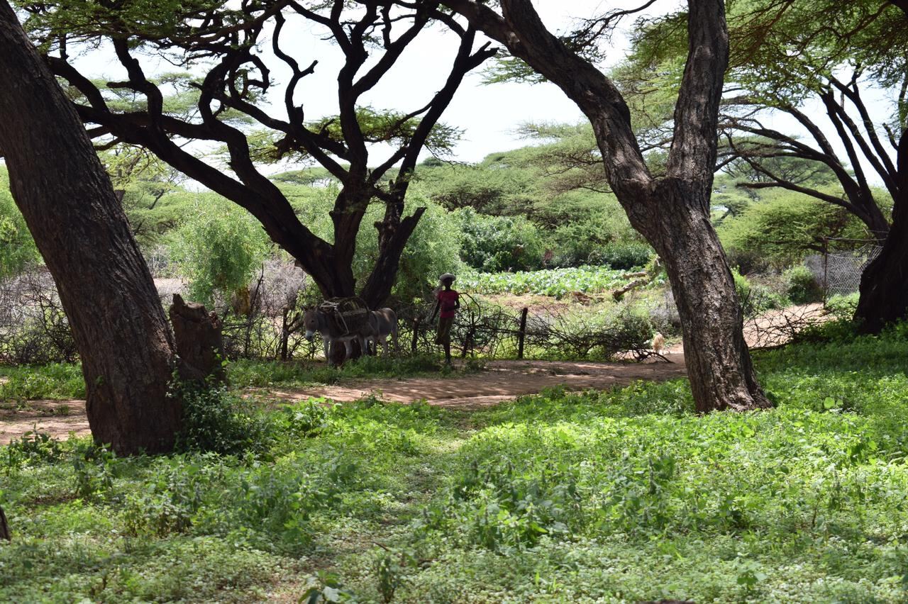 Acacia woodland in Samburu County after the rains